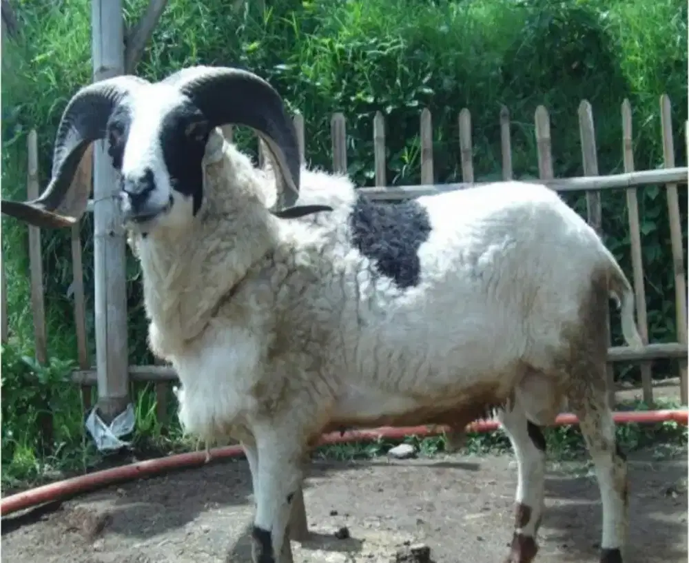 Kambing & Domba Qurban