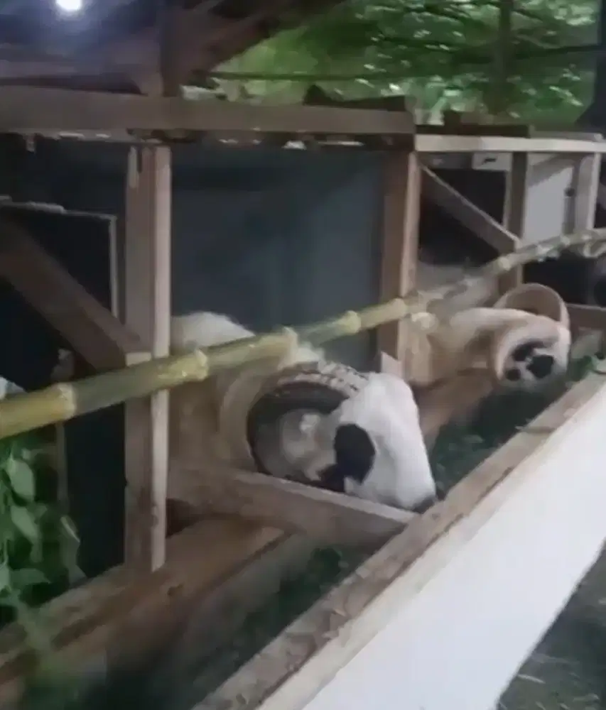 Kambing & Domba Qurban
