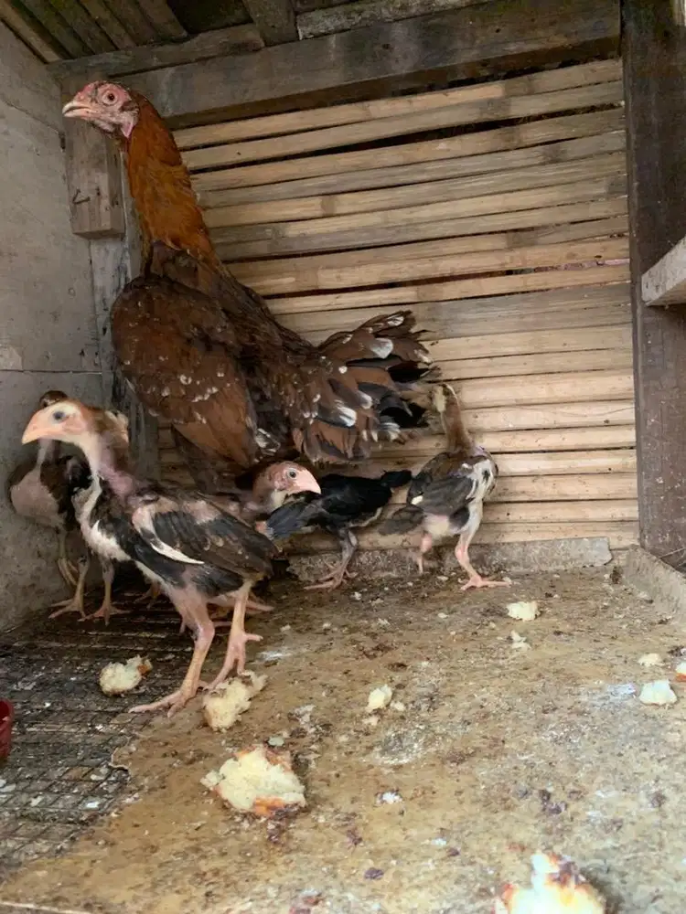 Anakan Ayam shamo vs Bk