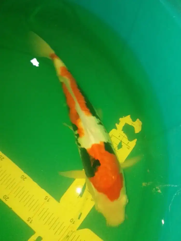 Ikan koi jenis Beni Kumonryu 36cm