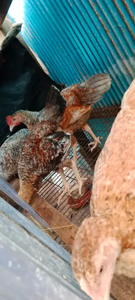 Ayam bangko,umur 4 bulanan