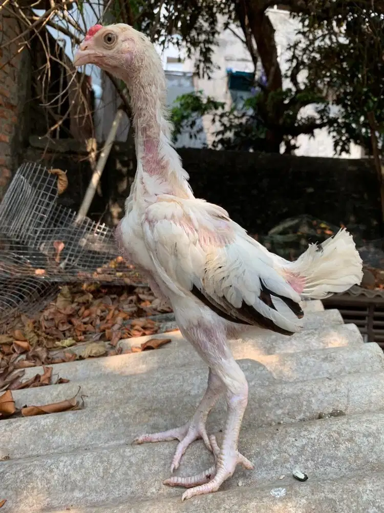 Anakan Ayam shamo vs Pelung