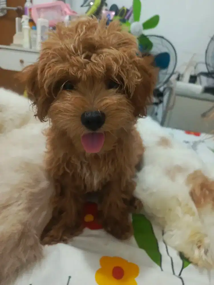 Anjing Poodle mix Maltese Super Sehat dan Lucu ukuran Mini