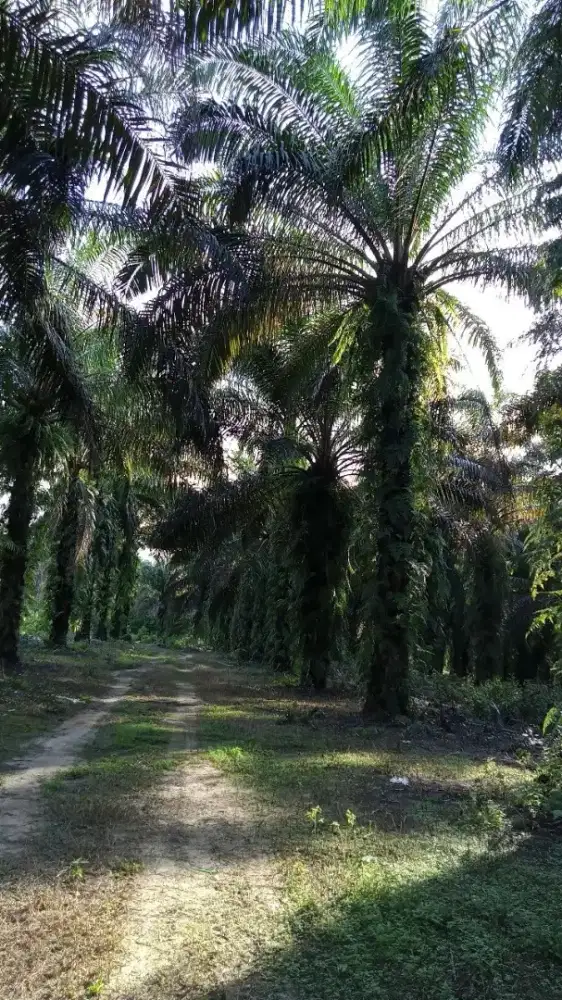 Dibutuhkan Segera !! Karyawan untuk Perusahaan/Perkebunan Sawit