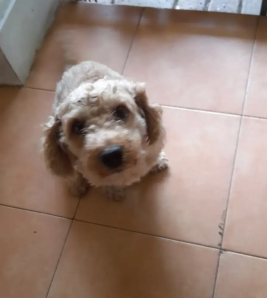 Anjing Poodle mix Shihtzu