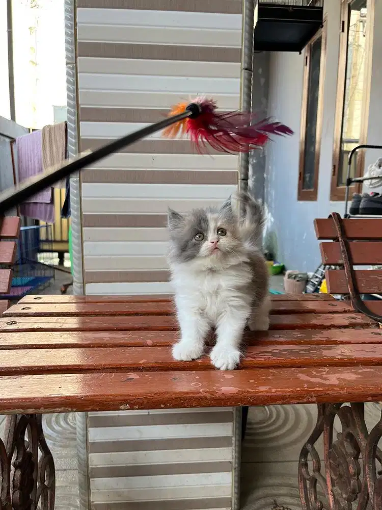 Kucing Persian Betina