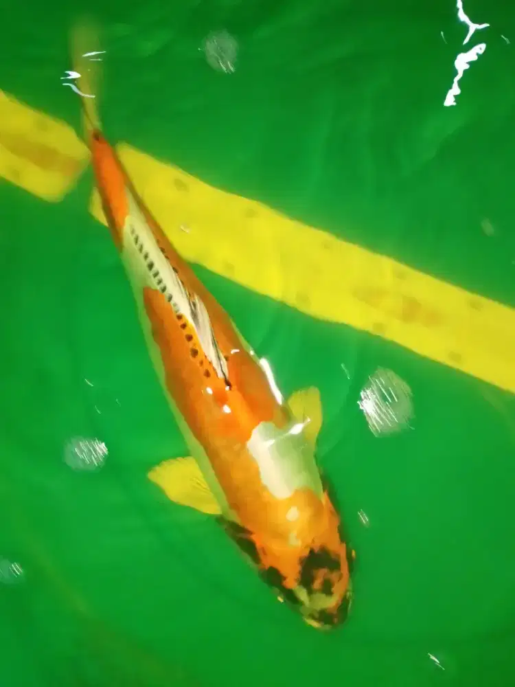 Ikan koi jenis Kikokuryu 40cm