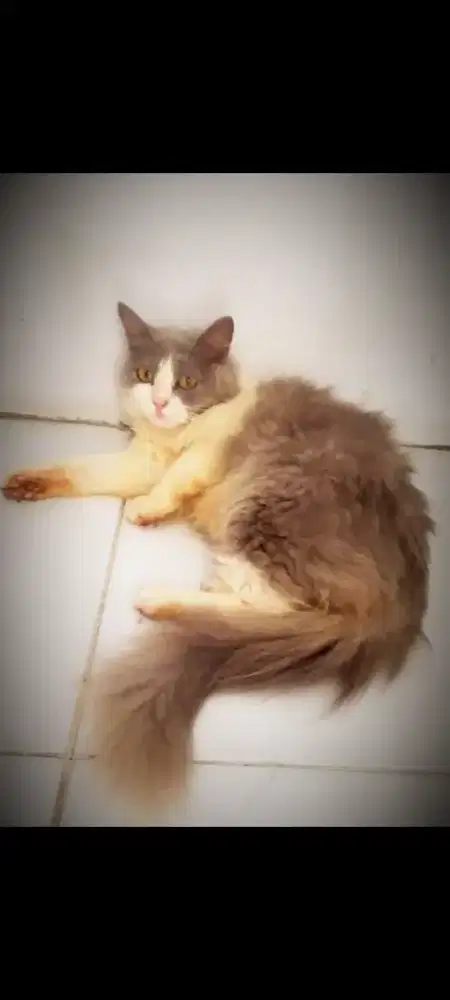 kucing Persia Jantan usia 5 Bulan