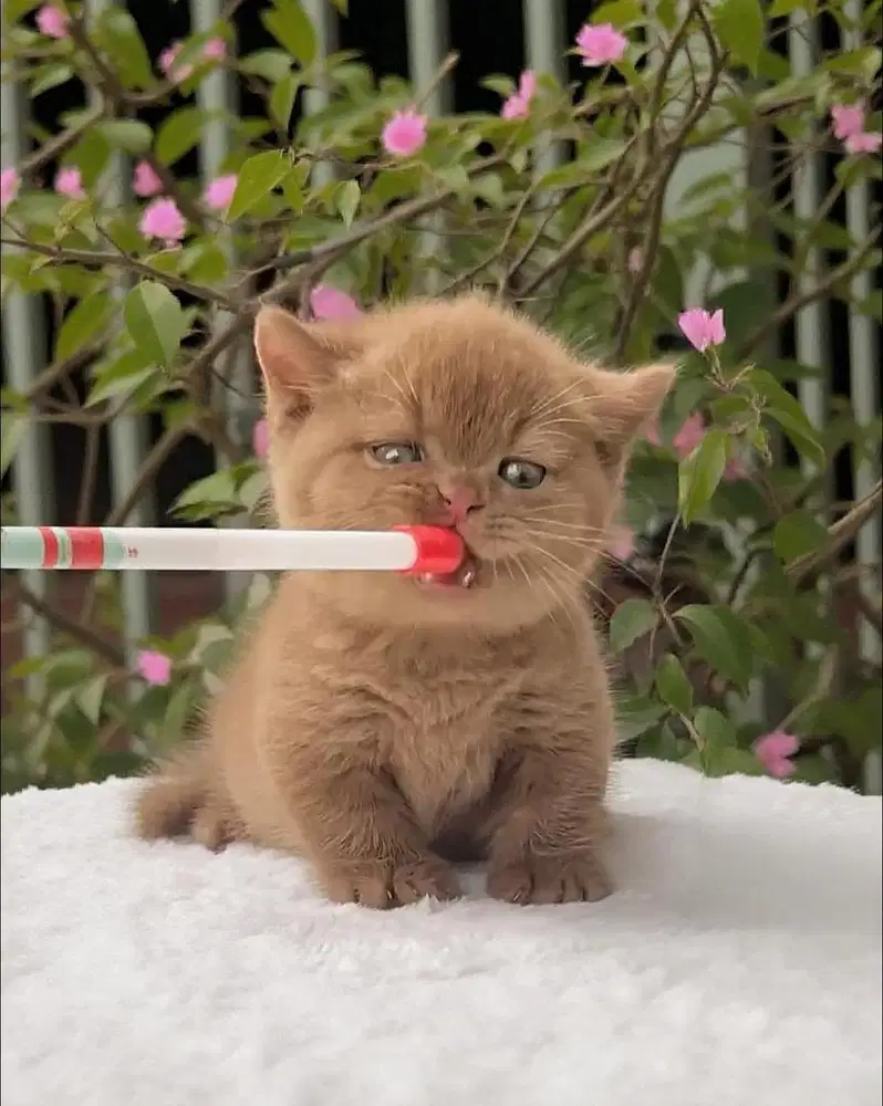 Kucing bsh Cinnamon british shorthair