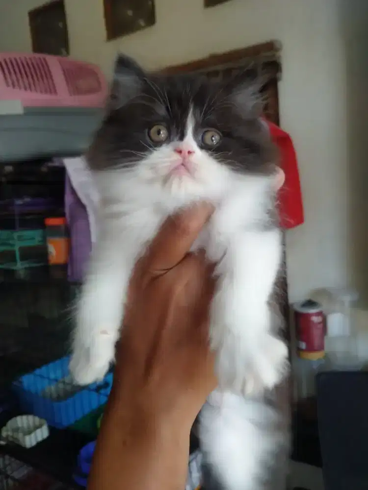 Kiten Persia jantan