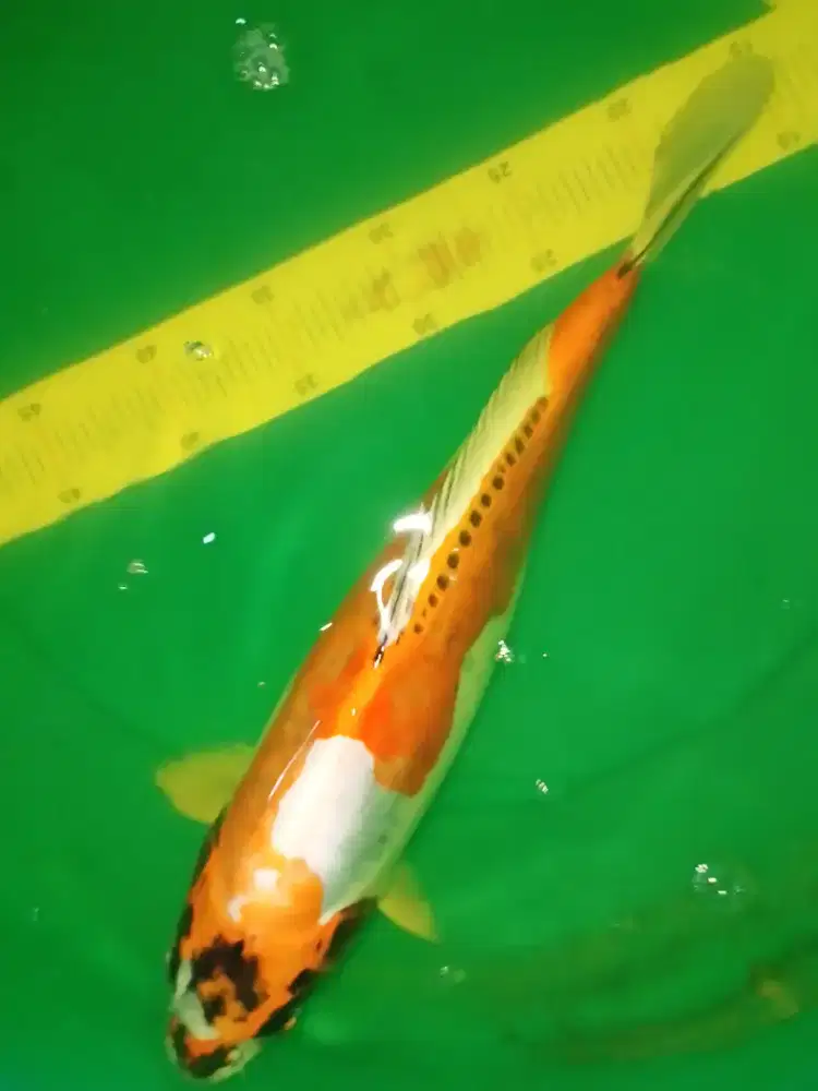 Ikan koi jenis Kikokuryu 40cm bagus
