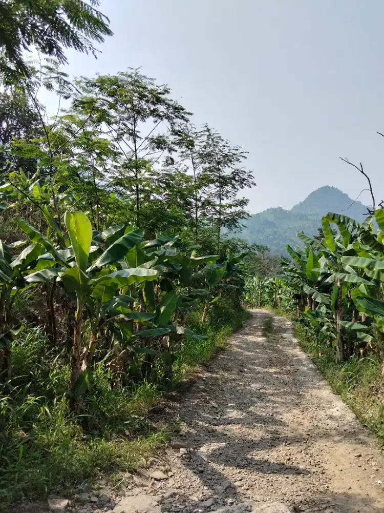 Dijual tanah cocok untuk tanaman apapun
