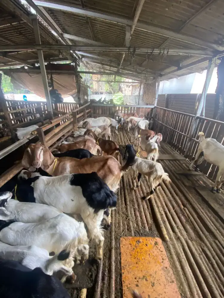 Menjual hewan qurban 2026