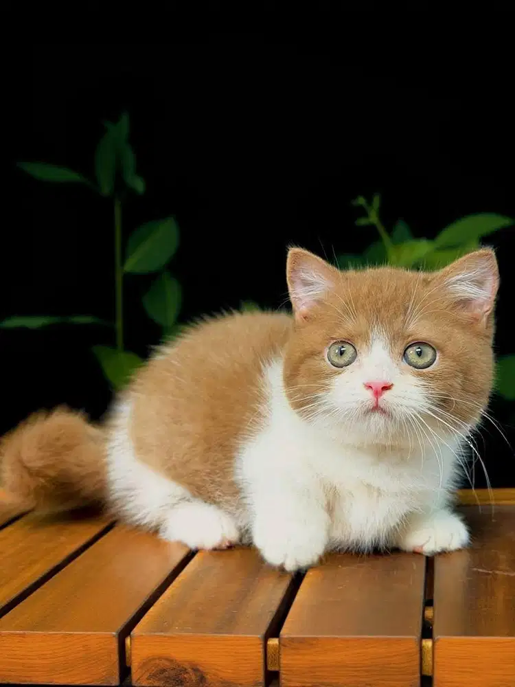 Kucing bsh Cinnamon bicolor british shorthair