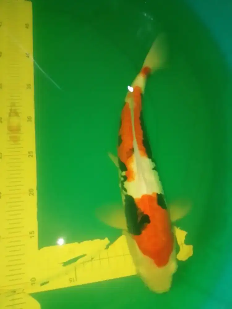 Ikan koi jenis Beni Kumonryu 36cm