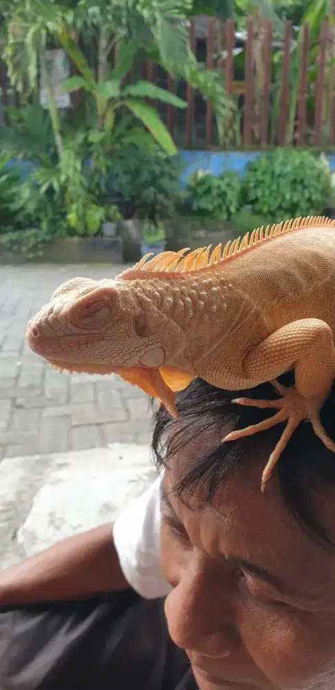 DIJUAL IGUANA RED ALBINO 82CM