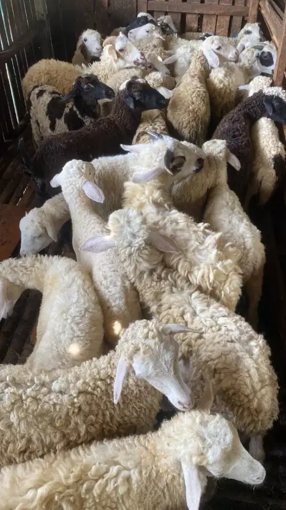 Menjual hewan qurban 2026