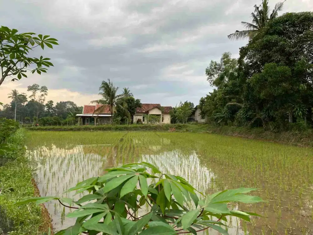Sawah di jual di Srisawahan Punggur