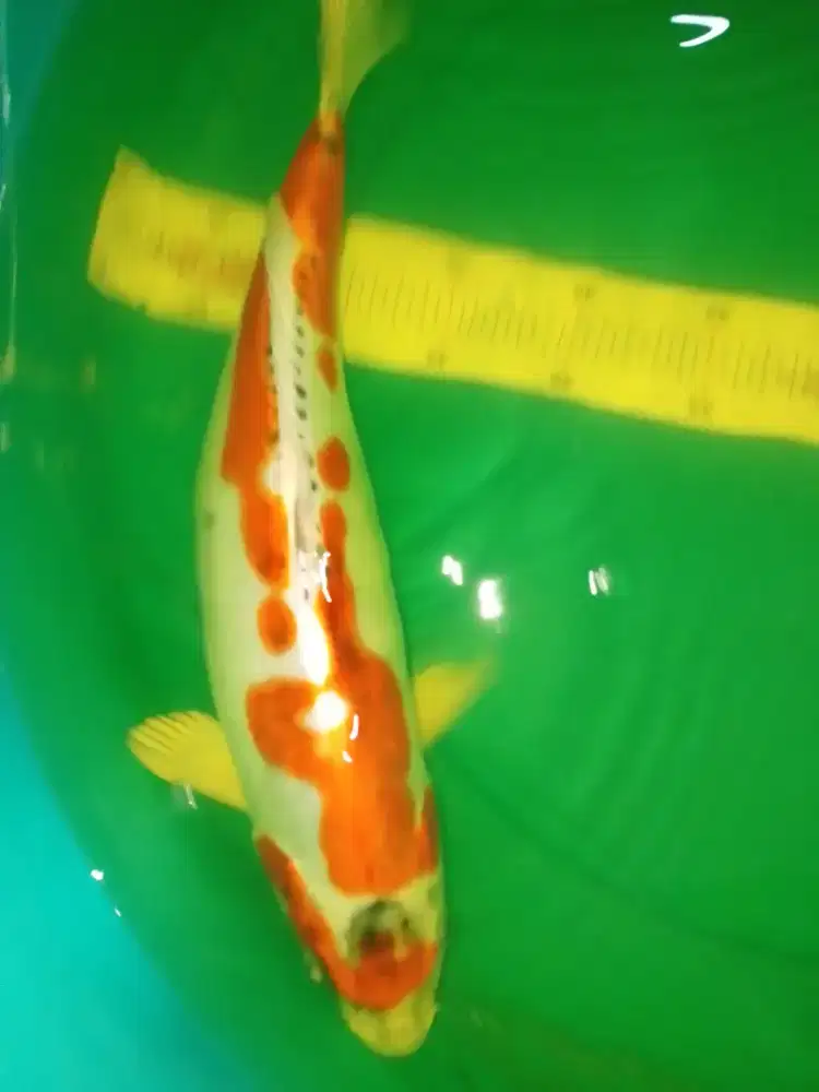 Ikan koi jenis Kikokuryu 40cm betina