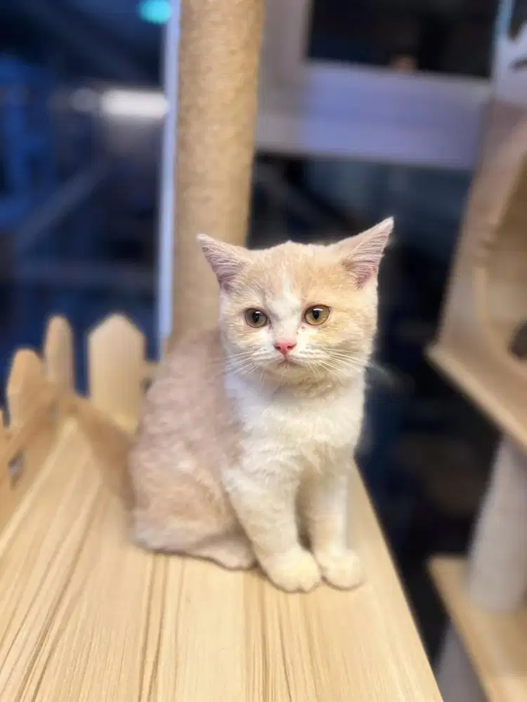 Kucing british shorthair anakan import