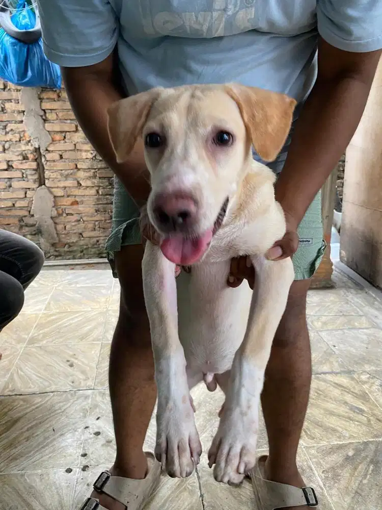Labrador Mix udah vaksi. 1 x