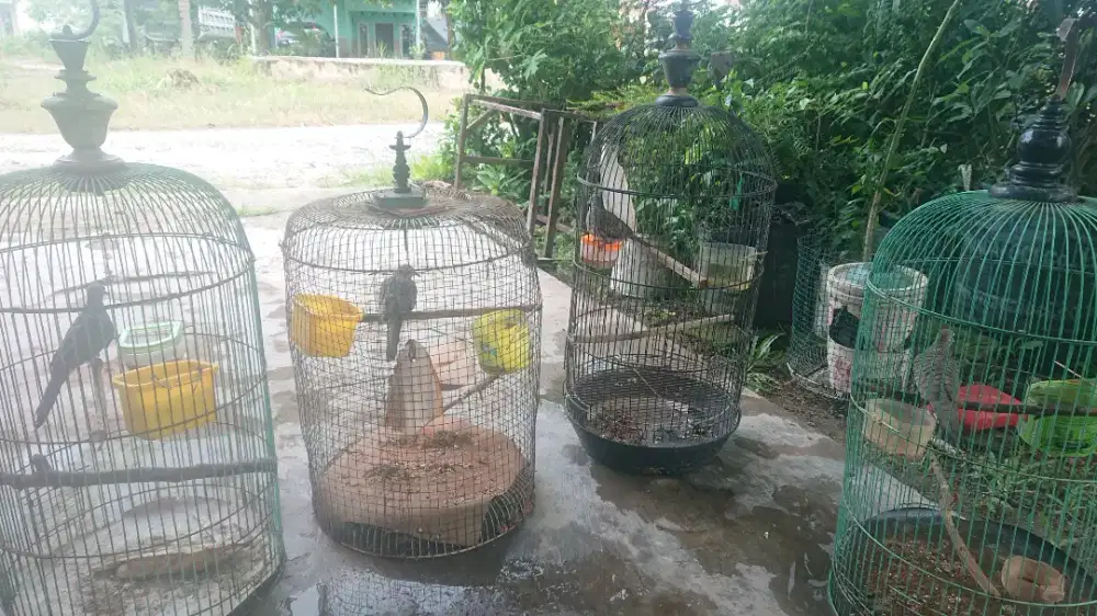 perkutut lokalan landasan ulin