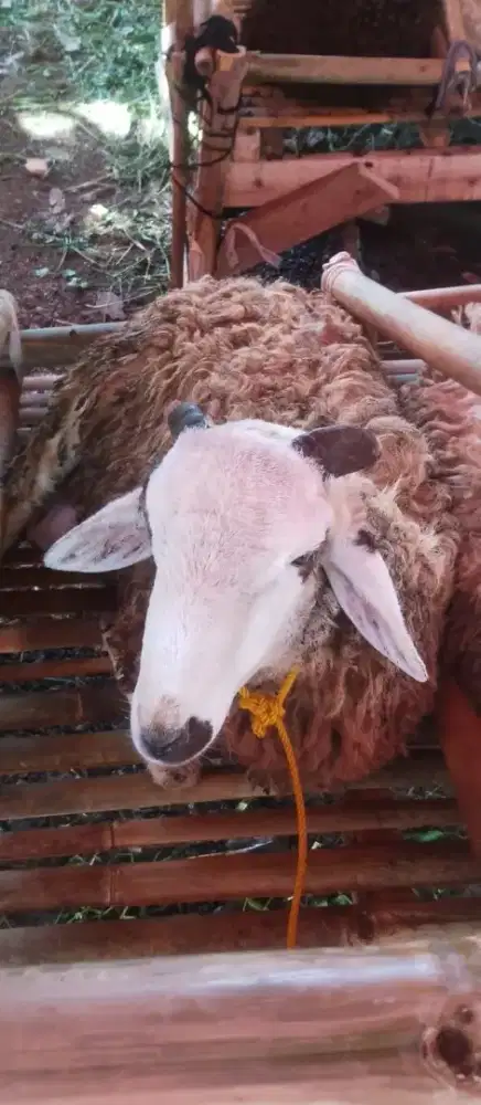Hewan Qurban Murah, Gratis Ongkir