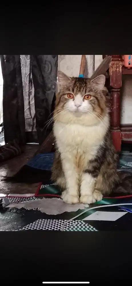 Kucing persmed jantan