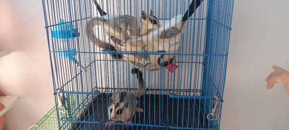 dijual cepat sepasang Sugar Glider White Face (Mozaik)