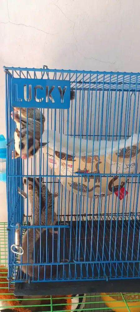 dijual cepat sepasang Sugar Glider White Face (Mozaik)