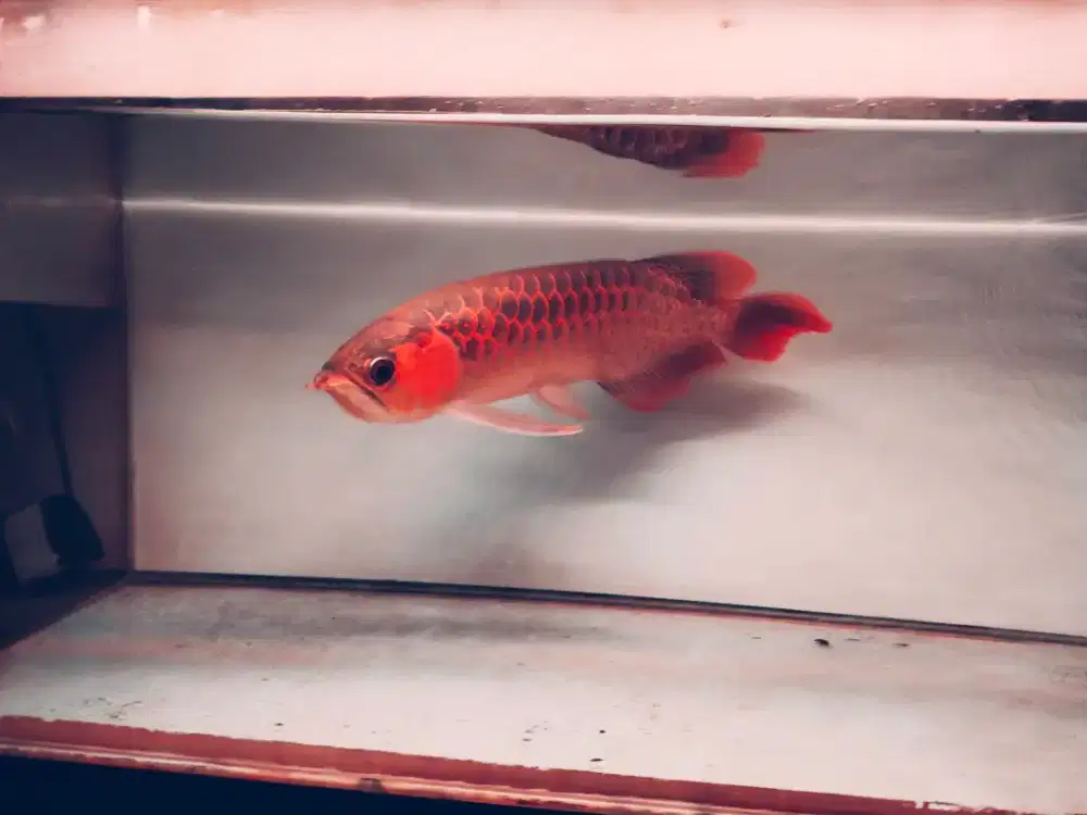ikan arwana super red +- 45cm