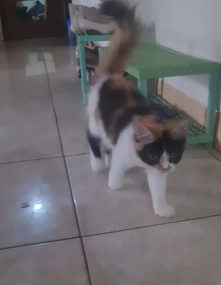 Kucing 3 warna Persia mix munckin