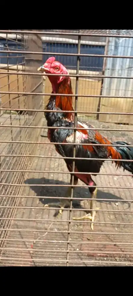 Ayam Bangkok Pakhoy F1 import (ada video)