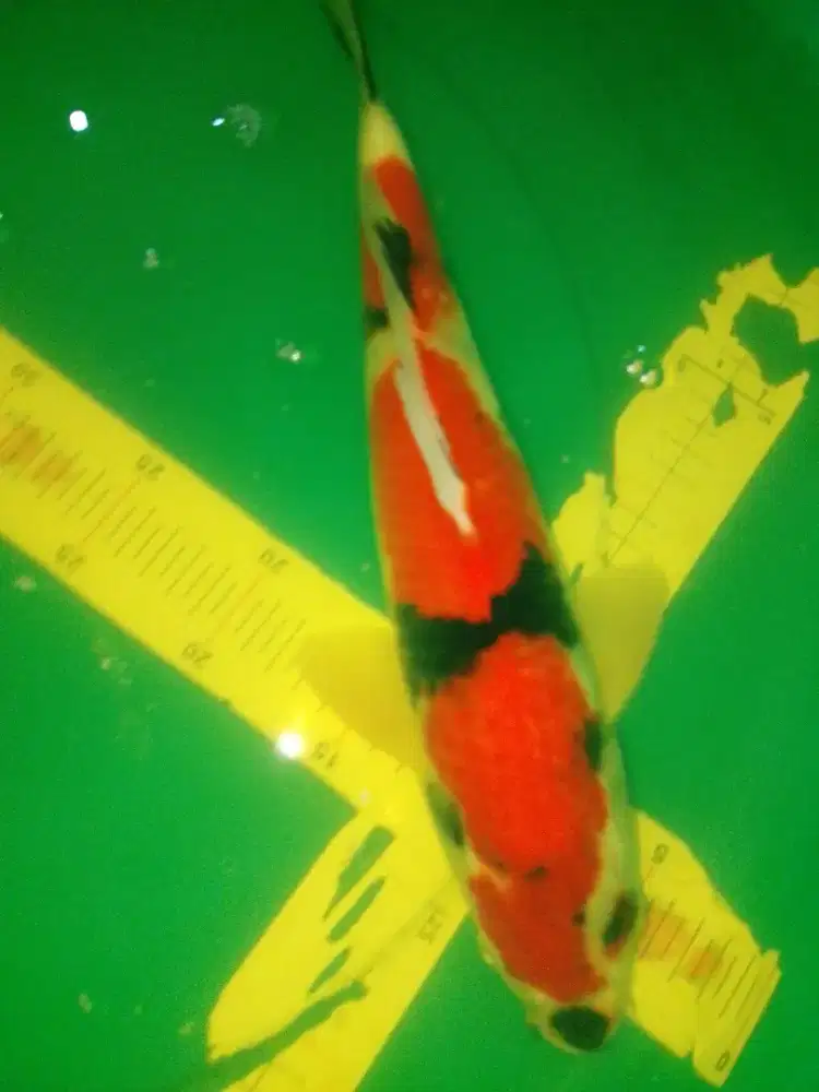Ikan koi jenis Showa 35cm