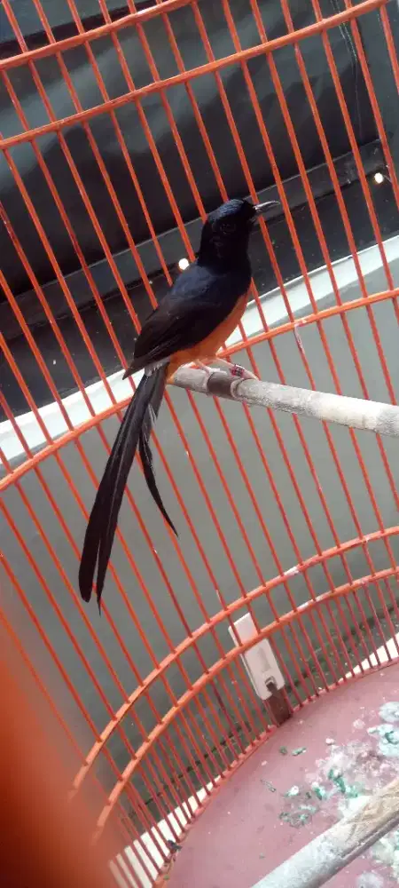 Burung murai batu