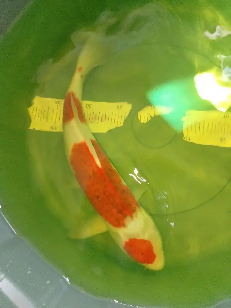 Ikan koi jenis Ai Goromo 37cm