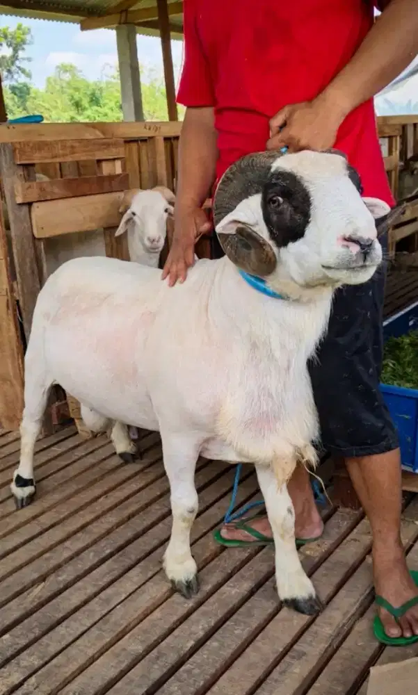 kambing qurban sleman GRATIS KIRIM dan perawatan