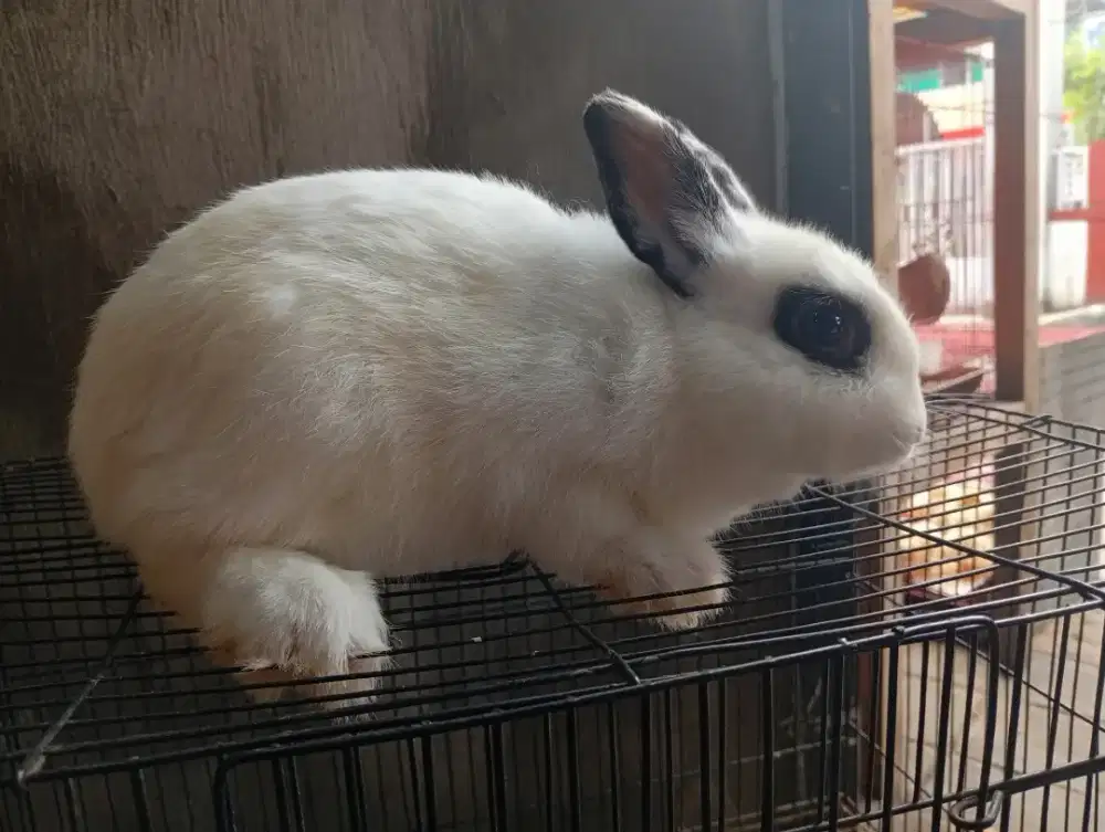 Kelinci hias nedherland dwarf 5 bulan