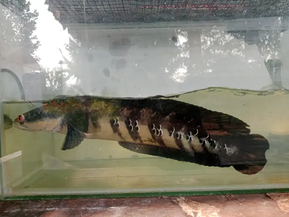 Ikan chana maru