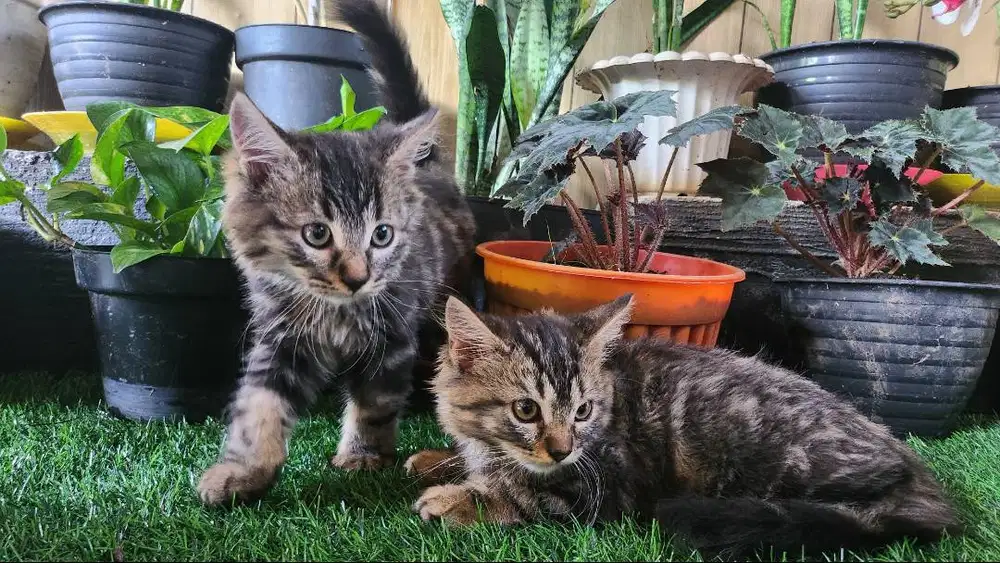 Lepas Kitten mix persia