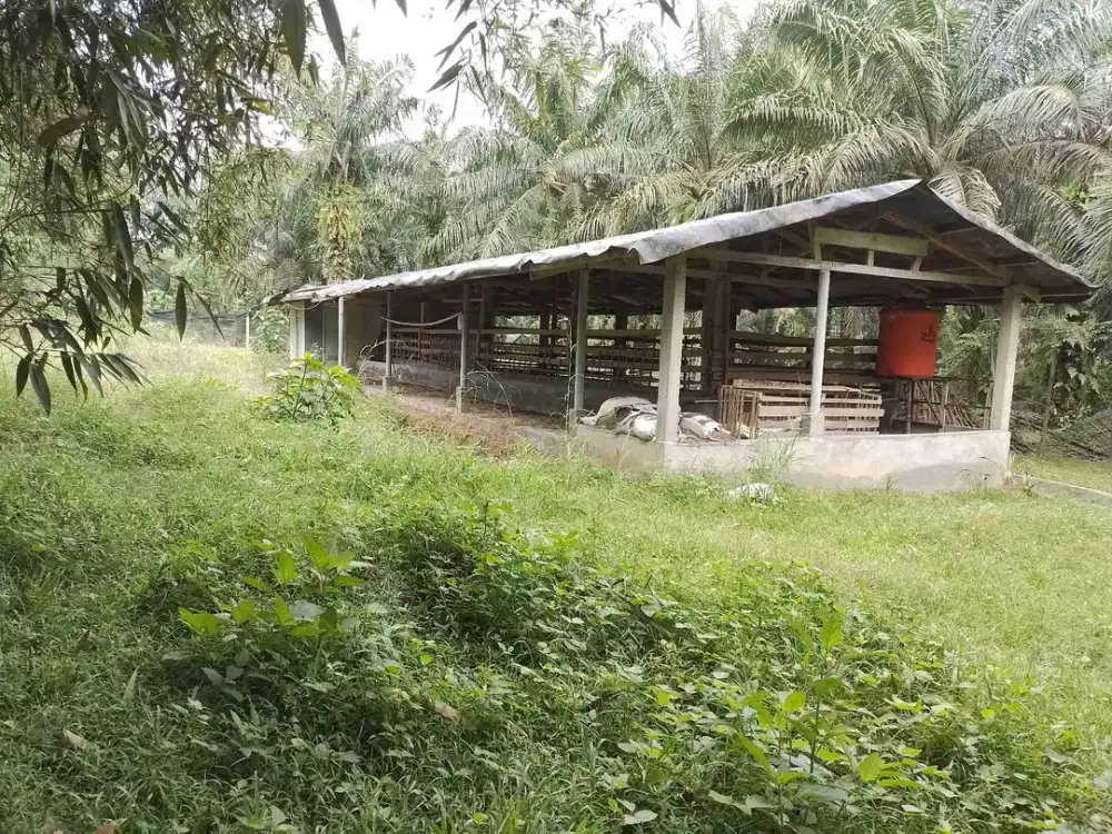 Jual tanah kebon sawit produktif
