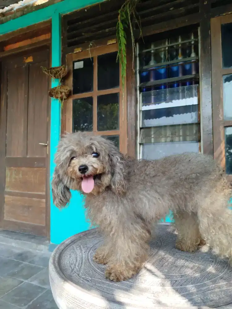 Poodle silver stb