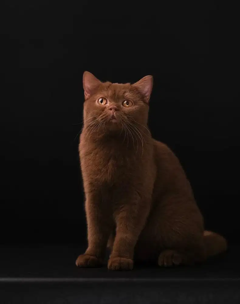 Kucing british shorthair bsh british short hair