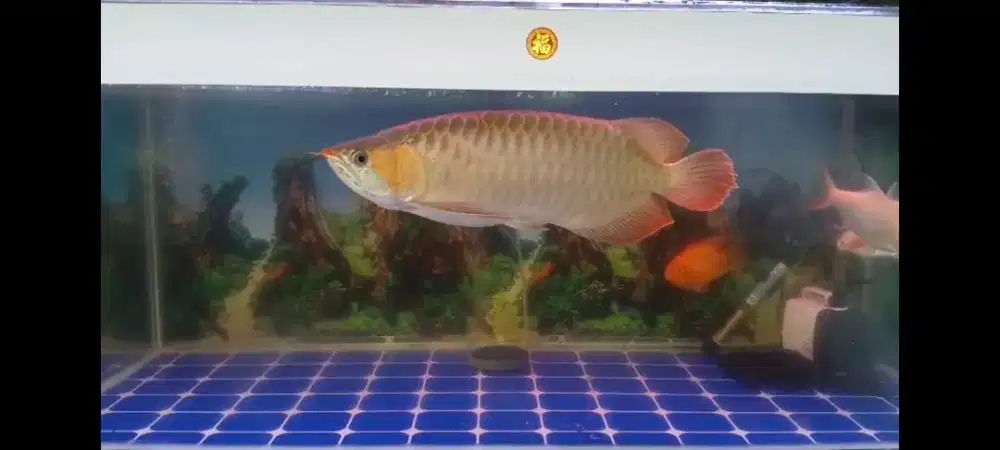 Arwana Super Red 55cm up Lengkap