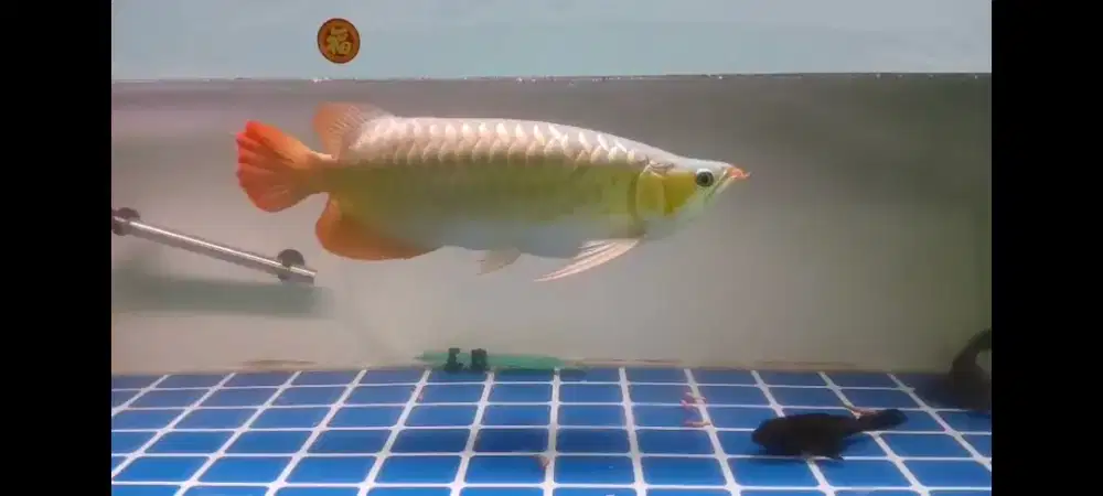 Arwana Super Red 56cm up Lengkap