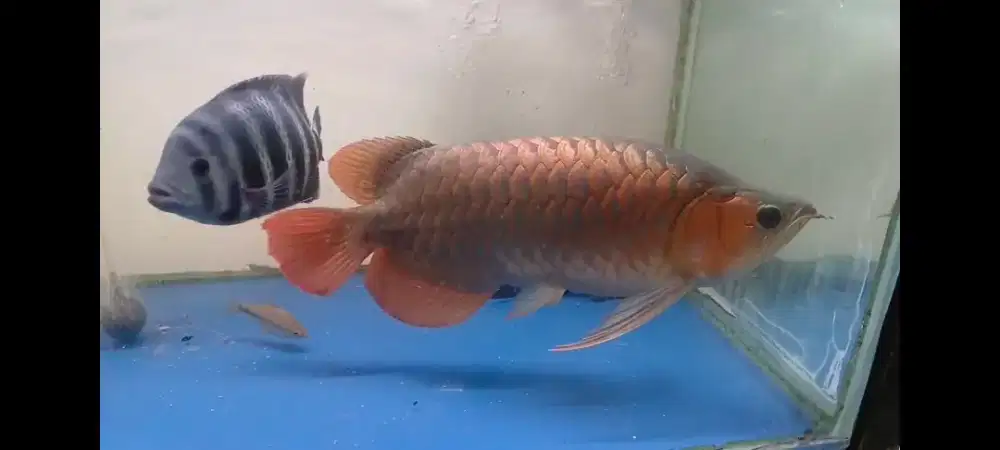 Arwana Super Red 50cm up Lengkap