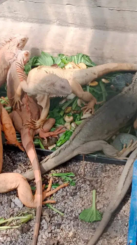 IGUANA GREEN & RED