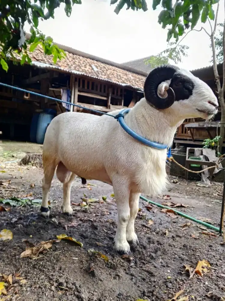 Domba kambing qurban gemuk premium