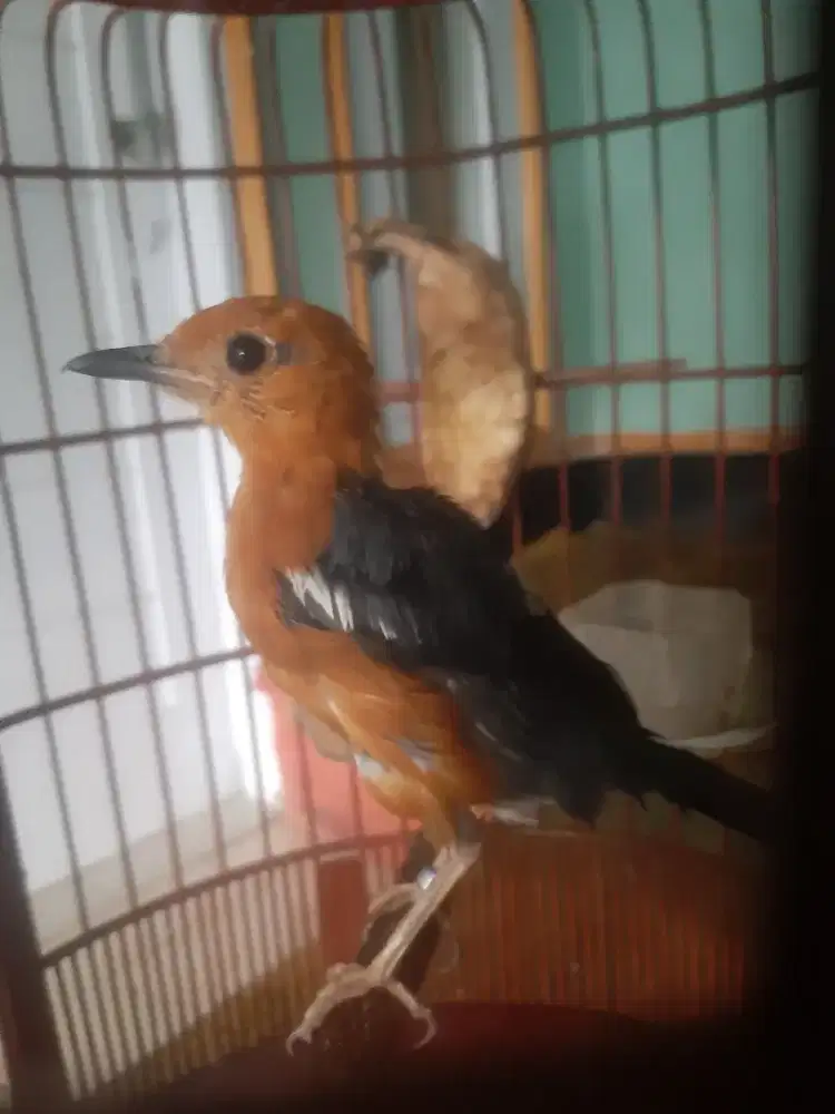Burung anis merah