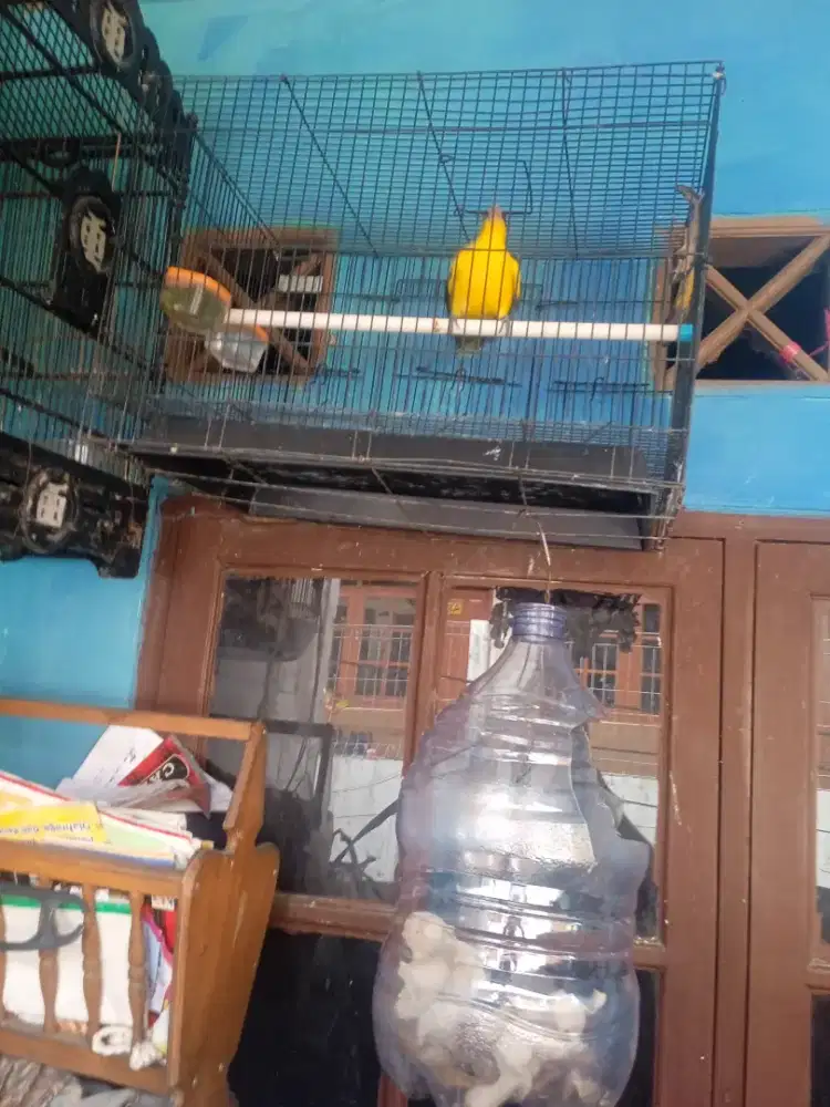 BURUNG KEPODANG  MAS